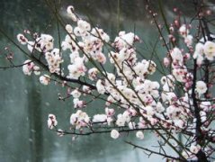 關(guān)于梅花的優(yōu)美句子 關(guān)于梅花的優(yōu)美句子