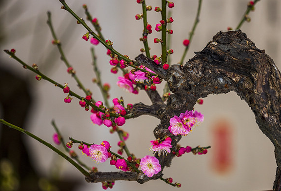 有關(guān)梅花的句子 有關(guān)梅花的句子