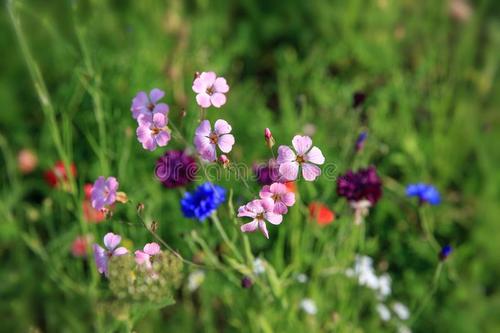 春暖花開問候短信