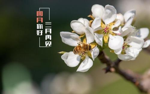 四月簡(jiǎn)短美句