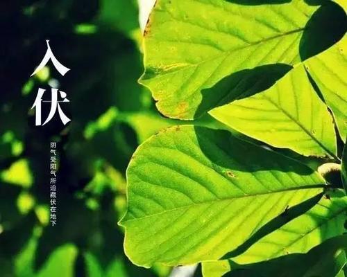 三伏天養(yǎng)生問候短信大全